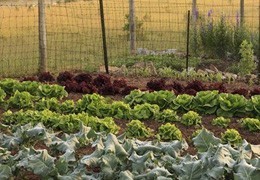 Créer son jardin potager